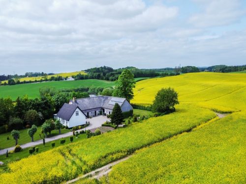 Amazing,Rapeseed,Bloom,In,Agricultural,Fields,In,Denmark,:,Idyllic